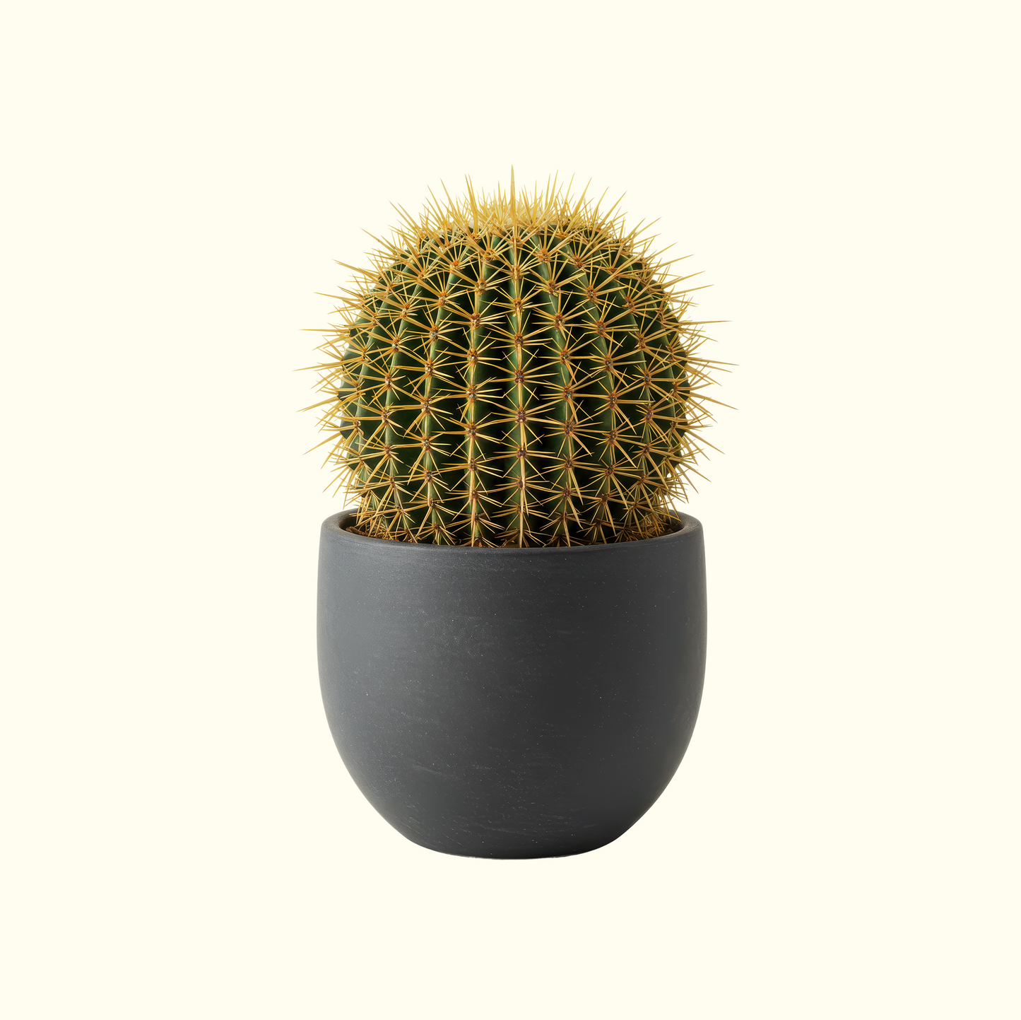 Golden Barrel Cactus