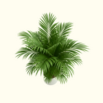 Areca Palm