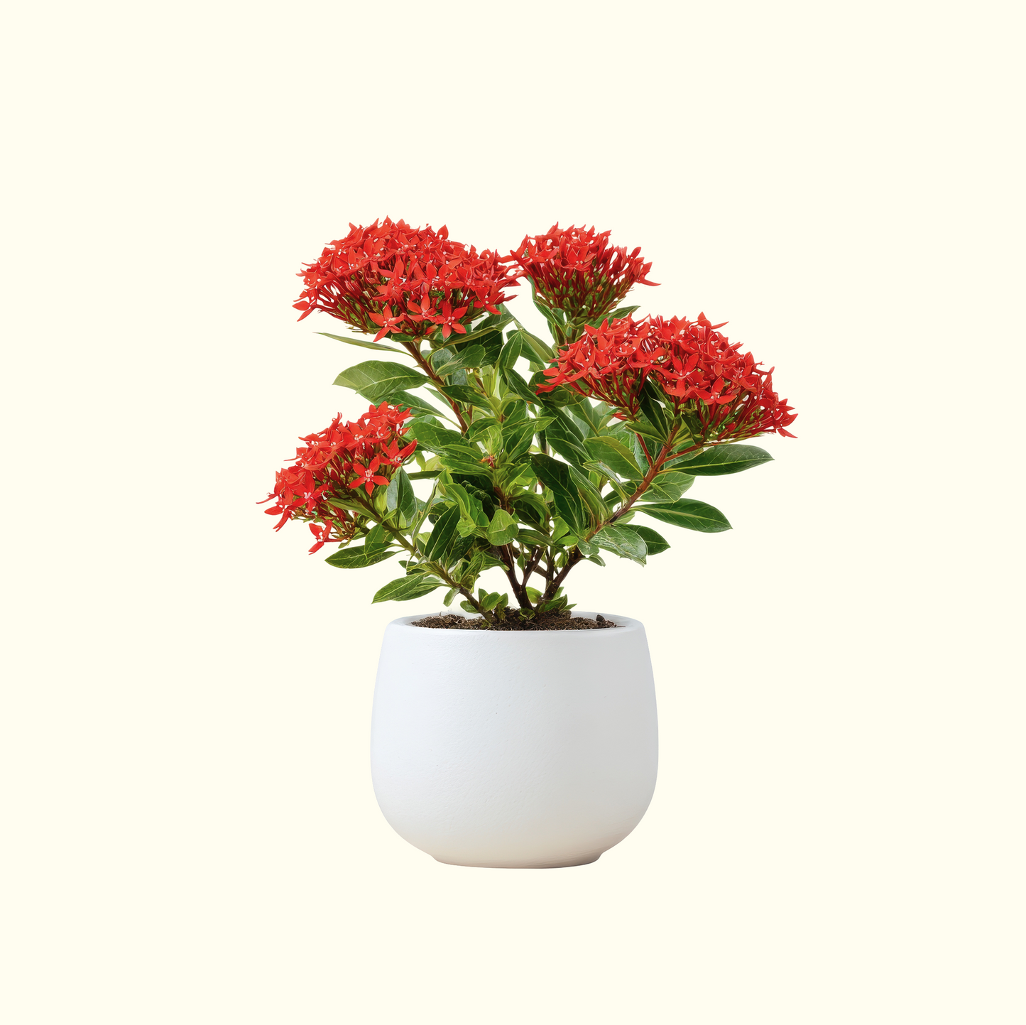 Ixora