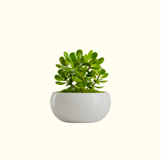 Jade Plant