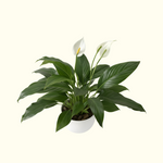 Peace Lily
