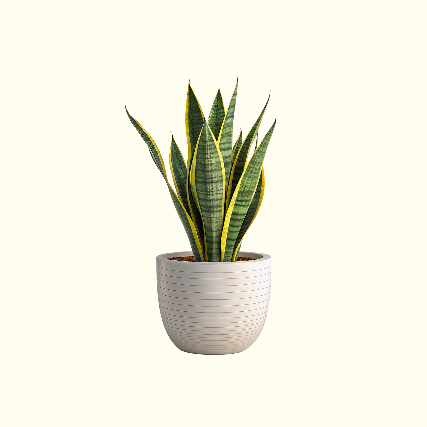 Snake Plant