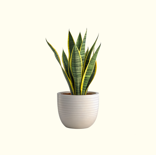 Snake Plant