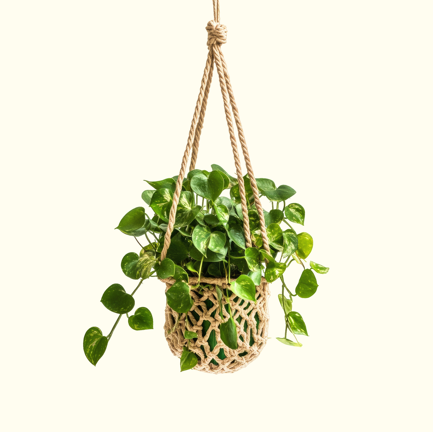 Macramé Plant Hanger