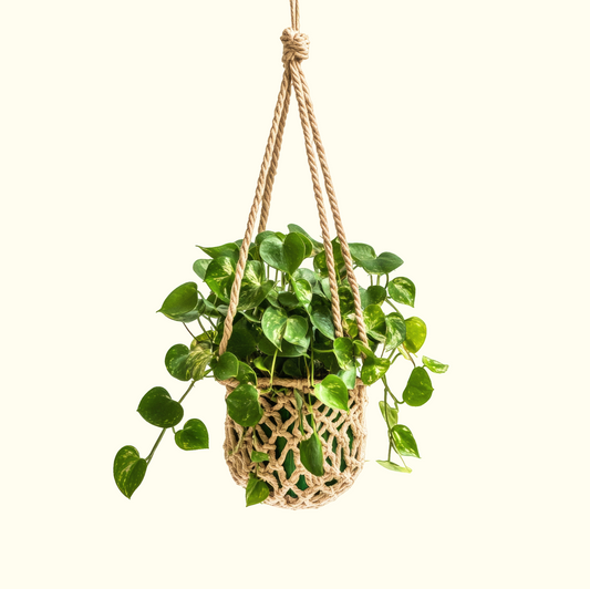 Macramé Plant Hanger