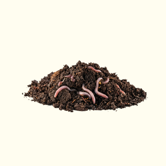 Vermicompost