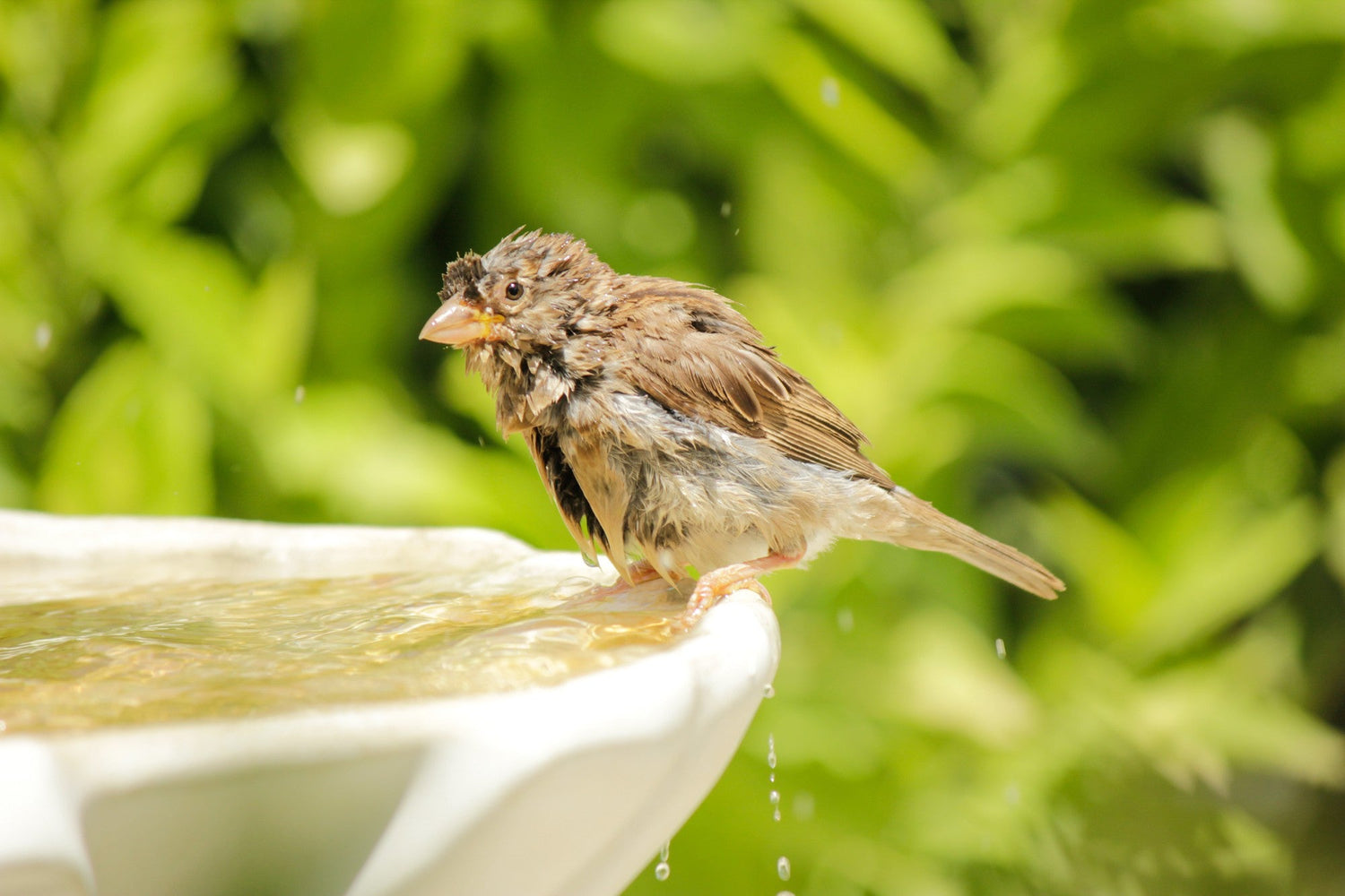 Bird Baths & Feeders