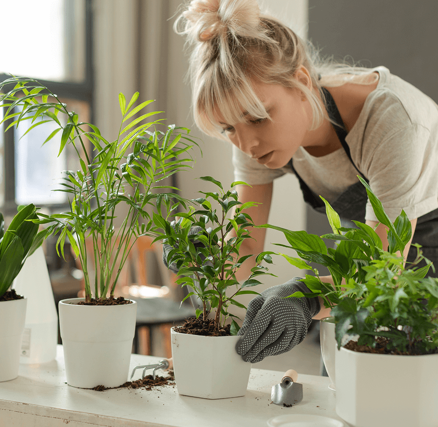 Curated by Plantella