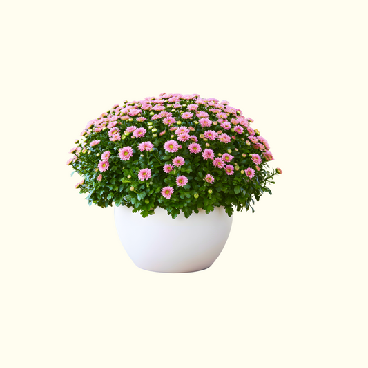 Chrysanthemum