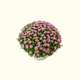 Chrysanthemum