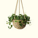 Hanging Basket