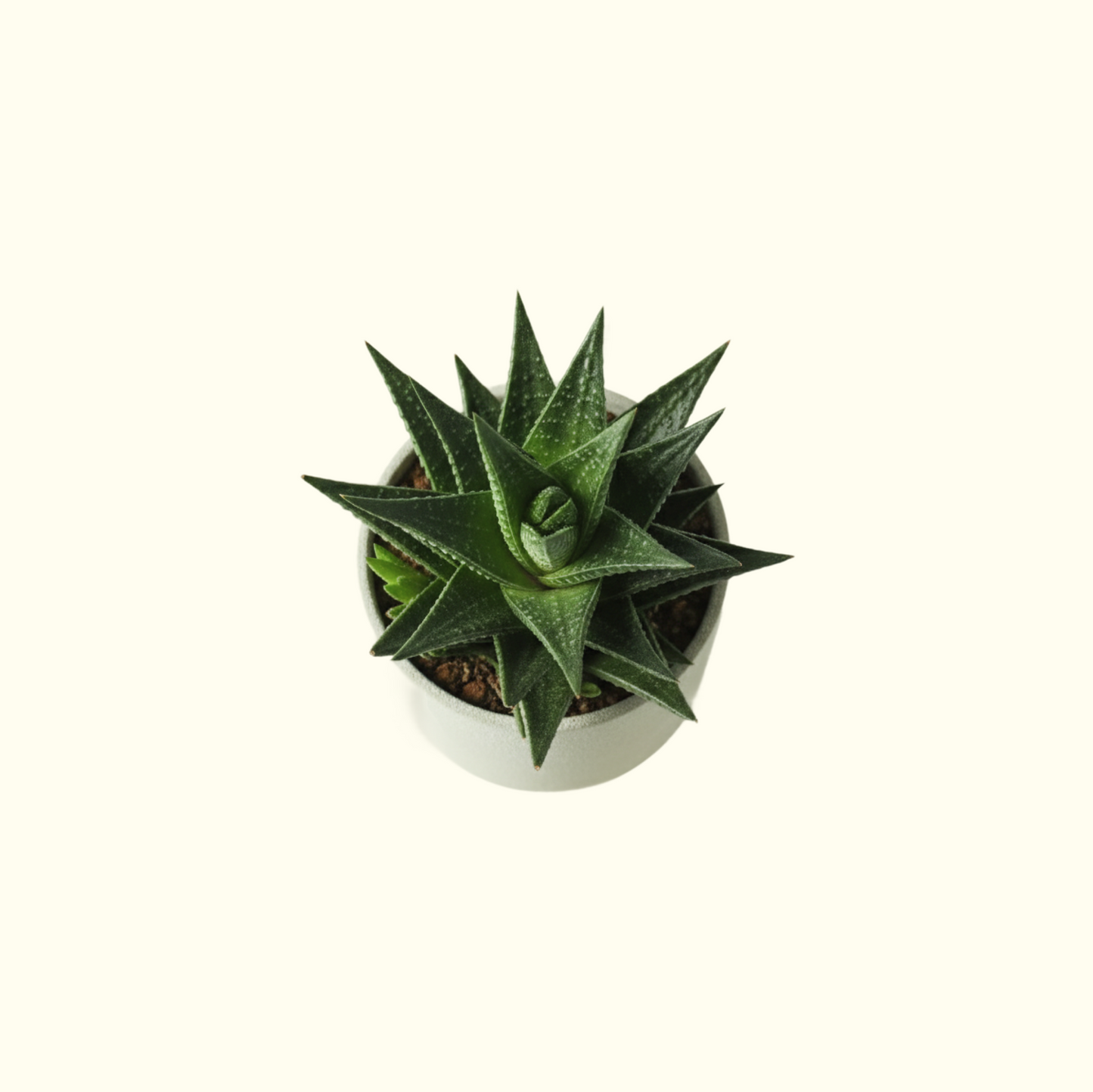 Haworthia