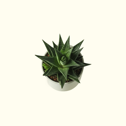 Haworthia