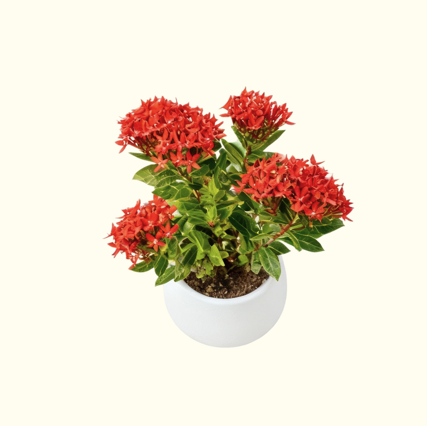 Ixora