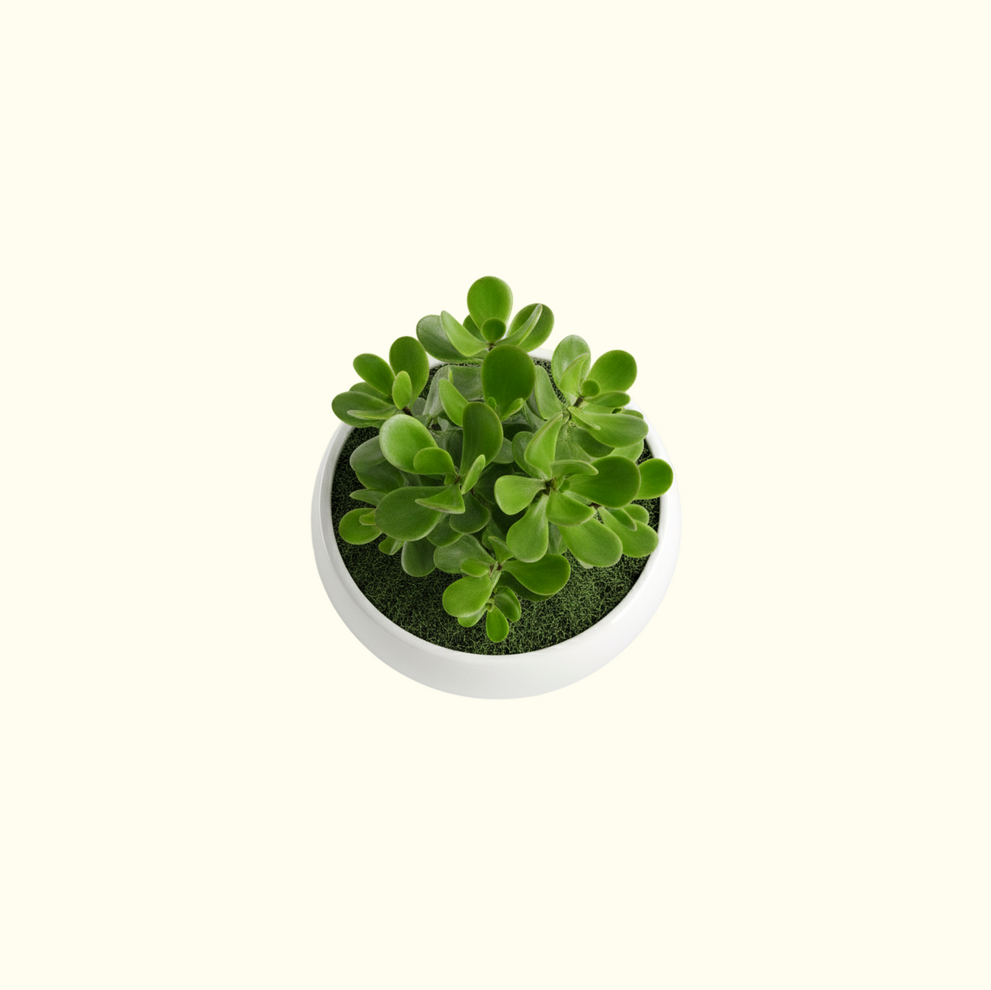 Jade Plant