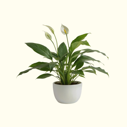 Peace Lily