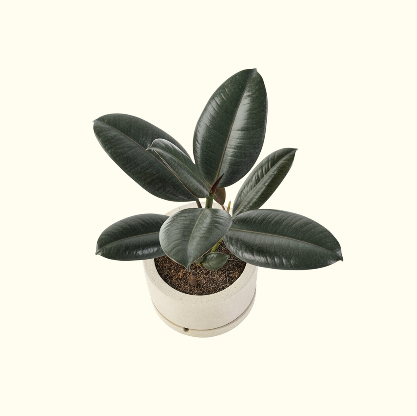 Rubber Plant