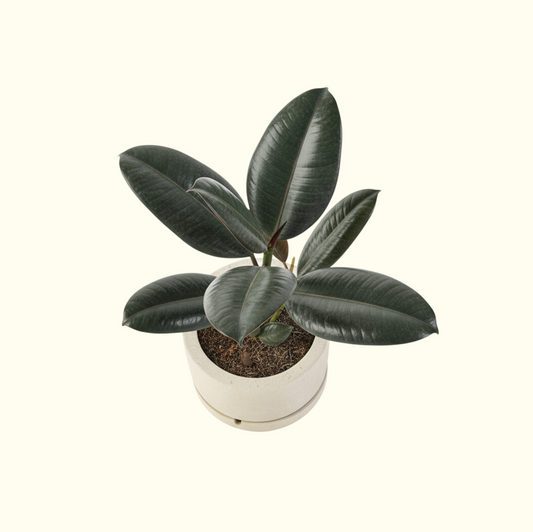 Rubber Plant