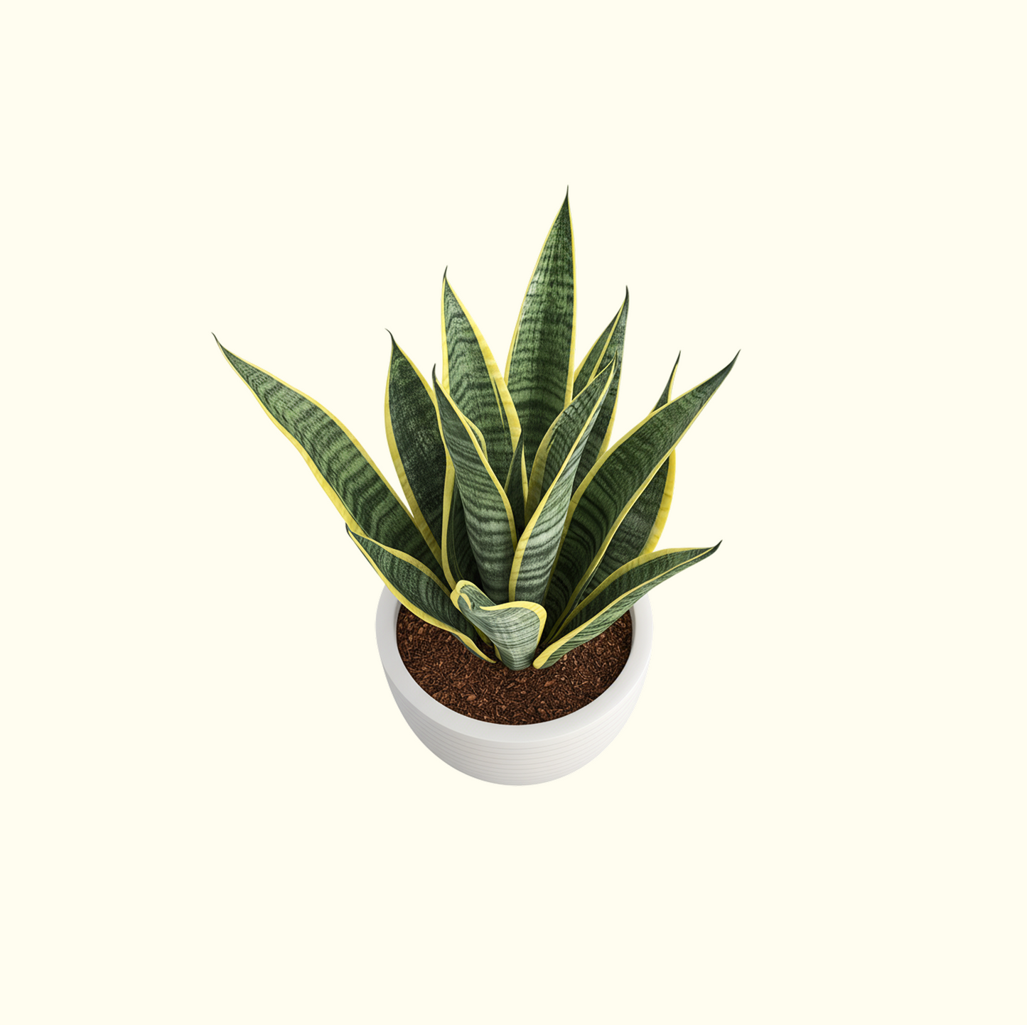 Snake Plant