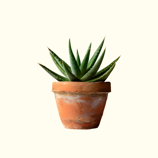 Terracotta Pot