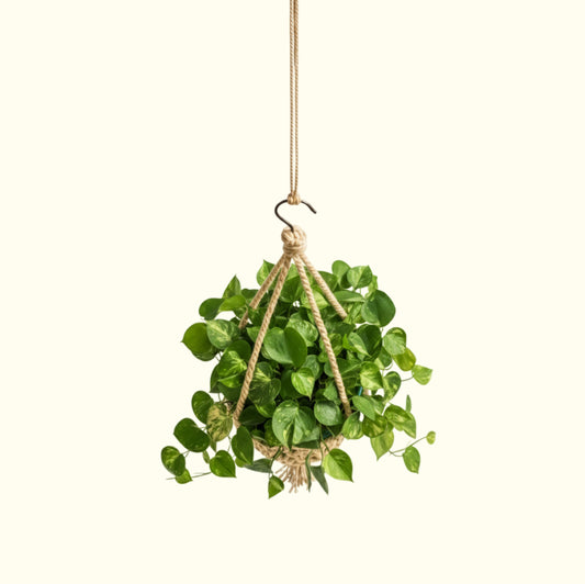 Macramé Plant Hanger