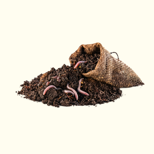 Vermicompost